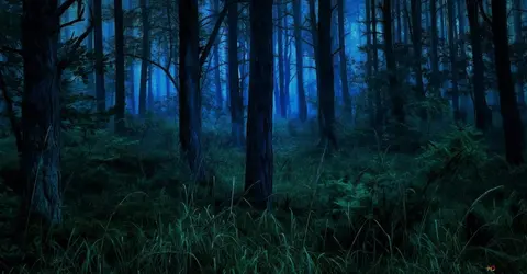 Hero image - forest at night with firefly CSS animation